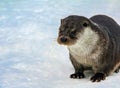 Portrait of river European otter sitting in the snow in winter Royalty Free Stock Photo