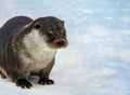 Portrait of river European otter sitting in the snow in winter Royalty Free Stock Photo