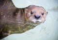 A Portrait of a Swimming River Otter