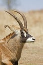 Portrait of Roan Antelope Royalty Free Stock Photo