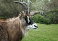 Portrait of a roan antelope Royalty Free Stock Photo