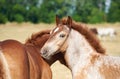 Portrait of a roan draft foal in the meadow in the herd looking at the camera Royalty Free Stock Photo