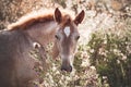 Portrait of a roan foal of the Novoolexandrian Draught breed on a pasture among wild flowers Royalty Free Stock Photo