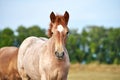 Portrait of a roan foal of the Novoolexandrian Draught breed on a pasture Royalty Free Stock Photo