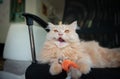 Portrait roaring cute Persian cat and playing cat toy