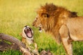 Portrait of roaring lion and lioness at savannah Royalty Free Stock Photo