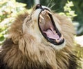 Portrait of a roaring lion