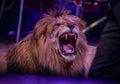 Portrait of roaring lion in circus