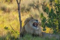 Portrait of a roaring male lion Panthera Leo, Welgevonden Game Reserve, South Africa.