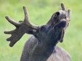 Portrait of a roaring Moose bull (Alces alces) 02 Royalty Free Stock Photo