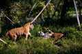 Portrait of a roaring Siberian tiger Panthera tigris altaica