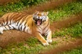 roaring or yawning tiger