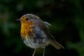 Portrait of a Robin Red Breat Perched in the wild Royalty Free Stock Photo