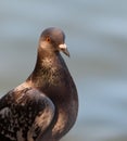 Portrait of a Rock Dove Royalty Free Stock Photo