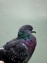 portrait of a rock dove or common pigeon by the water