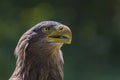 A portrait of a rock eagle from the side that has a ajar beak on Royalty Free Stock Photo