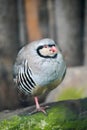 Portrait of a rock partridge.