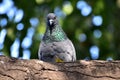 Portrait of rock pigeon feral pigeon, resting and perching on tree in the forest