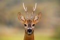 Portrait of a roe deer, capreolus capreolus, buck in summer with clear blurred background.