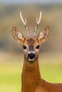 Portrait of a roe deer, capreolus capreolus, buck in summer.