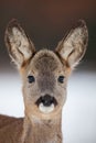 Portrait of roe deer, capreolus capreolus, in winter. Royalty Free Stock Photo