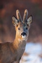 Portrait of roe deer, capreolus capreolus, in winter. Royalty Free Stock Photo