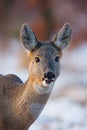 Portrait of roe deer, capreolus capreolus, in winter. Royalty Free Stock Photo