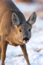 Portrait of roe deer, capreolus capreolus, in winter. Royalty Free Stock Photo