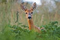 Portrait of roe deer doe female in summer Royalty Free Stock Photo