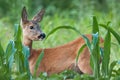 Portrait of roe deer doe female in summer Royalty Free Stock Photo