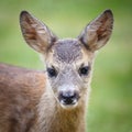 Portrait of Roe Deer Fawn, Capreolus capreolus. Royalty Free Stock Photo