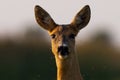 Portrait of roe deer looking to the camera in evening
