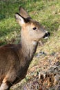 Portrait of a roe deer in winter coat Royalty Free Stock Photo