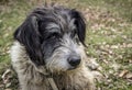 Portrait of romanian mioritic sheepdog