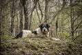 Portrait of romanian mioritic sheepdog