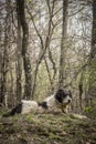 Portrait of romanian mioritic sheepdog