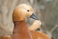 Portrait of roody shelduck