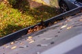 A portrait of a roof gutter with some fallen leafs in it during autumn. This is a annual chore during fall season, else rain water Royalty Free Stock Photo