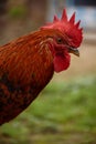 Portrait of a Rooster adult male chicken . Royalty Free Stock Photo