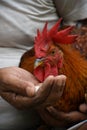 Portrait of a Rooster adult male chicken eating from hand . Royalty Free Stock Photo