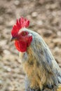 Portrait of Rooster Royalty Free Stock Photo