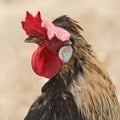 Portrait of Rooster Royalty Free Stock Photo