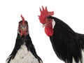 portrait rooster and chicken lakenfelder isolated on white background