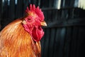 Portrait of a rooster close up. The head of the cock Royalty Free Stock Photo