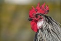 Portrait of Rooster with Copy Space Royalty Free Stock Photo