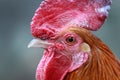 Portrait of a rooster on a dark background Royalty Free Stock Photo