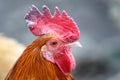 Portrait of a rooster on a dark background Royalty Free Stock Photo