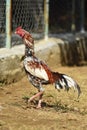 Portrait of a rooster in a farm. Popular indian aseel breed used as game bird.