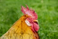 Portrait of a rooster, grass in the background Royalty Free Stock Photo