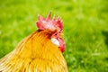 Portrait of a rooster, grass in the background Royalty Free Stock Photo